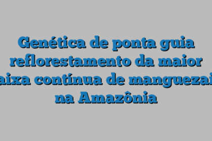 Genética de ponta guia reflorestamento da maior faixa contínua de manguezais na Amazônia
